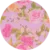 Rosa lila